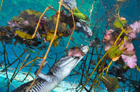 Cenote Car Wash